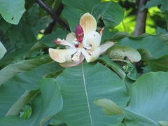 Magnolia obovata