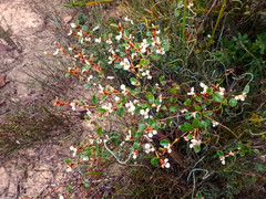 Spyridium thymifolium