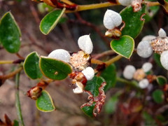 Spyridium thymifolium