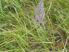 Veronica spuria