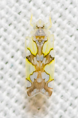 Protalebrella conica