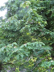 Magnolia obovata