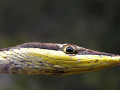 Oxybelis potosiensis