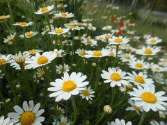 Anthemis arvensis incrassata