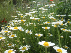 Anthemis arvensis incrassata