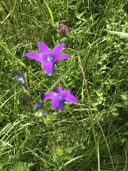 Campanula patula