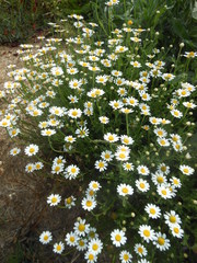 Anthemis arvensis incrassata
