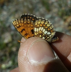 Melitaea varia