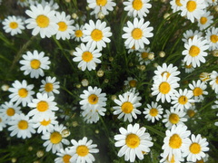 Anthemis arvensis incrassata