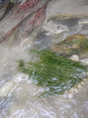 Cladophora glomerata