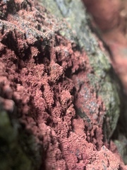 Rhodochorton purpureum