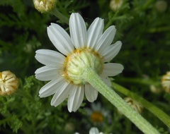 Anthemis arvensis incrassata