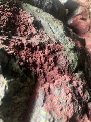 Rhodochorton purpureum