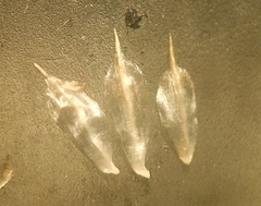 Anthemis arvensis incrassata