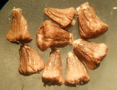 Anthemis arvensis incrassata