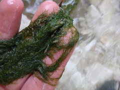 Cladophora glomerata