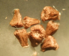 Anthemis arvensis incrassata