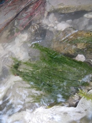 Cladophora glomerata