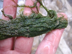 Cladophora glomerata