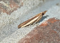 Peoria roseotinctella