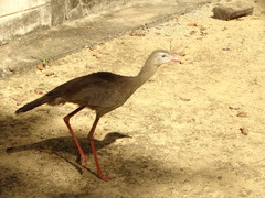 Cariama cristata