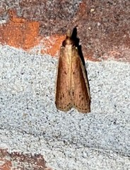 Peoria roseotinctella