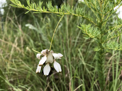 Indigofera rostrata