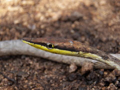 Oxybelis potosiensis