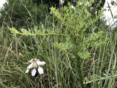 Indigofera rostrata