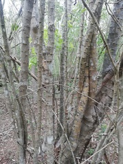 Piptadenia retusa
