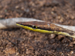 Oxybelis potosiensis