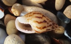 Mitrella semiconvexa