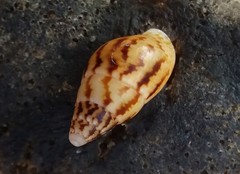 Mitrella semiconvexa