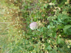 Trifolium echinatum