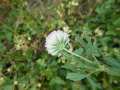 Trifolium echinatum