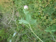 Trifolium echinatum