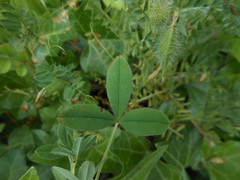 Trifolium echinatum