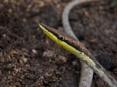 Oxybelis potosiensis