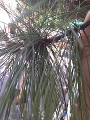Pinus luchuensis
