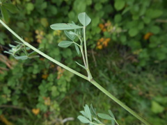 Trifolium echinatum