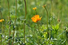 Trollius altaicus