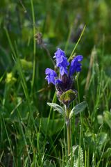 Dracocephalum grandiflorum