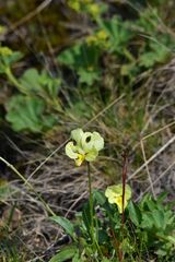 Viola altaica