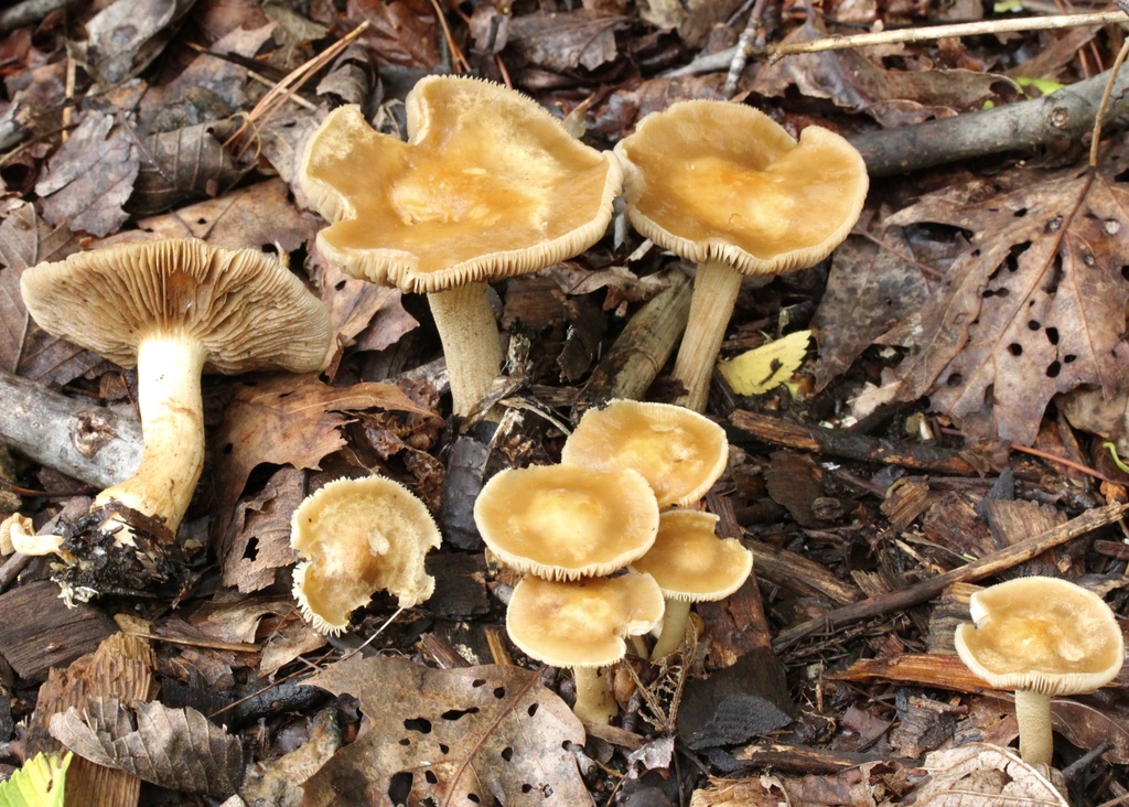 Mulch Fieldcap