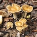 Agrocybe putaminum - Photo (c) Fluff Berger, μερικά δικαιώματα διατηρούνται (CC BY-SA), uploaded by Fluff Berger