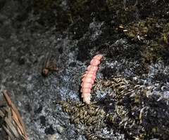 Microphotus angustus