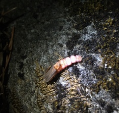 Microphotus angustus