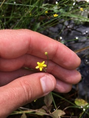 Ranunculus laxicaulis