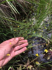 Ranunculus laxicaulis