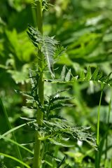 Pedicularis incarnata